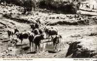 Guernsey cattle in the Kenya Highlands