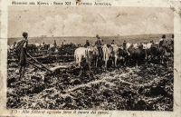 Alla fattoria agriola ferve il lavoro dei campi